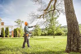 Best Hedge Trimming  in Fayetteville, WV