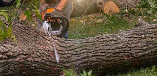 Best Hazardous Tree Removal  in Fayetteville, WV