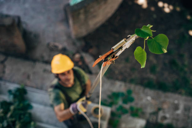 Professional Tree Services in Fayetteville, WV