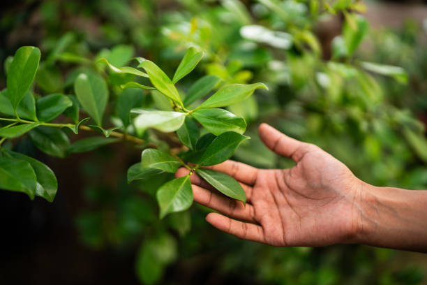 Best Fruit Tree Pruning  in Fayetteville, WV